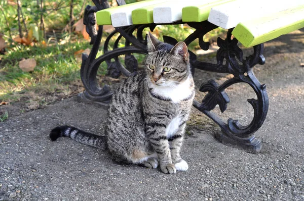 Calma Calle Gris Tabby Gato Sienta Cerca Banco Calle Parque — Foto de Stock