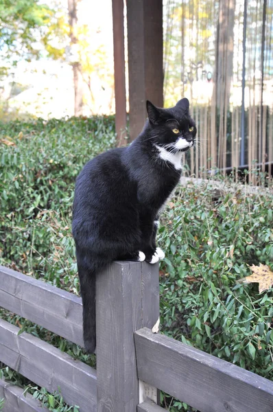 Gato Blanco Negro Sienta Poste Madera — Foto de Stock