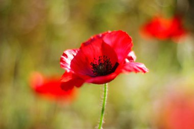 Canlı haşhaş tarlası. Yeşil tüylü güzel kırmızı gelincik çiçekleri tarlada yetişir. Kırmızı gelinciklere yakın çekim.