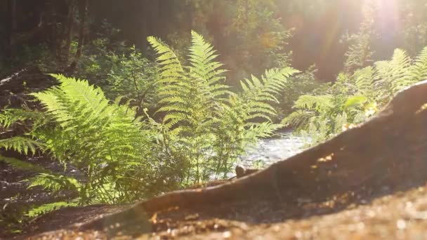 Die Natur Kareliens. Reise nach Russland. Republik Karelien. Nördliche Natur. Wasserfallpark am Fluss Ihalanjoki in der Nähe der Stadt Lahdenpohja in Karelien. — Stockvideo