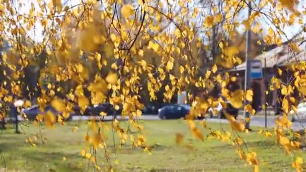 A sárga levelű nyírfaágakat megrázza a szél. őszi hangulat — Stock videók
