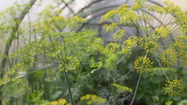 Inflorescences of dill swaying in the wind. autumn, harvest — Stock Video