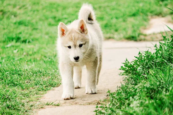 Batı Sibirya Husky 'si avlanan küçük bir köpek yavrusu yol boyunca yürüyor. Sevimli köpek.. — Stok fotoğraf