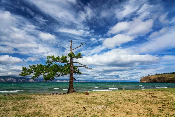 Ada Olkhon Üzerinde Boğaz Küçük Denizde Yalnız Çam Ağacı — Stok fotoğraf