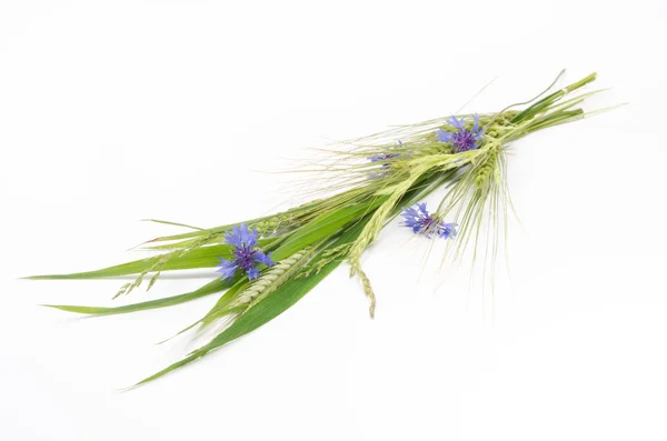 Mısır nad çimen grup