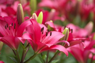 canlı kırmızı lily Çiçek Bahçesi