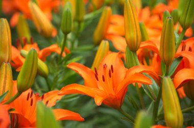 Turuncu lily Çiçek Bahçesi