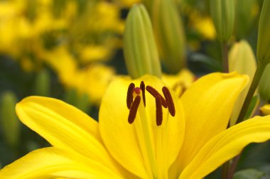 büyük sarı zambak çiçekler