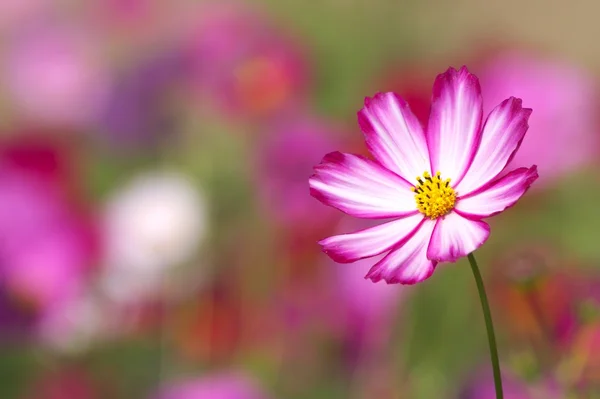 Beyaz ve pembe evren