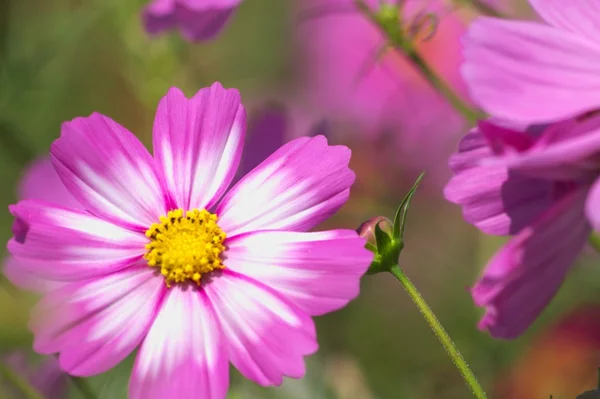 Cosmos blanc et rose — Photo