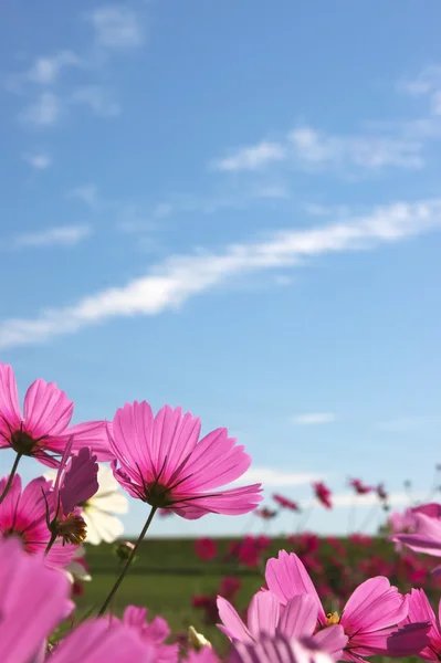 Cosmo giardino fiorito sotto il cielo blu — Foto Stock