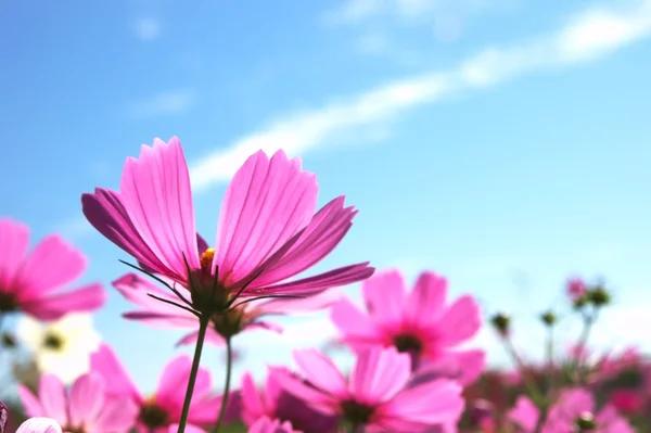 Cosmos çiçek bahçesi mavi gökyüzü altında
