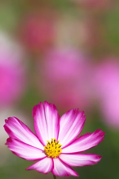 Lebendiger weißer und pinkfarbener Kosmos — Stockfoto