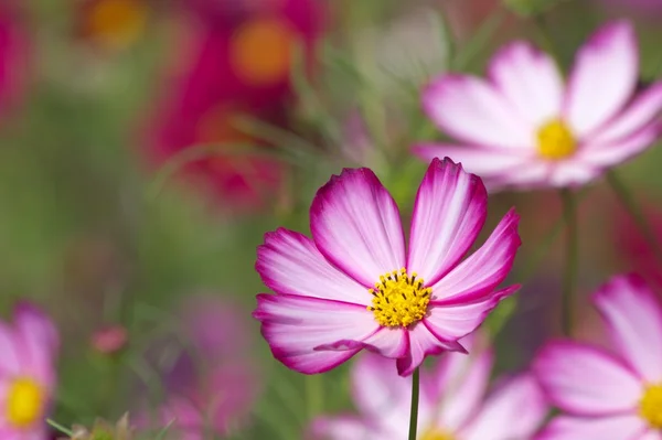 vivid white and pink cosmos