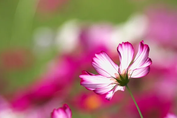 Cosmos blanc et rose vif — Photo