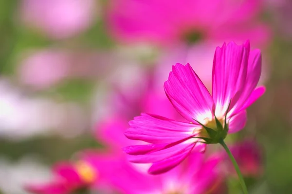 Cosmos rosados vivos — Foto de Stock