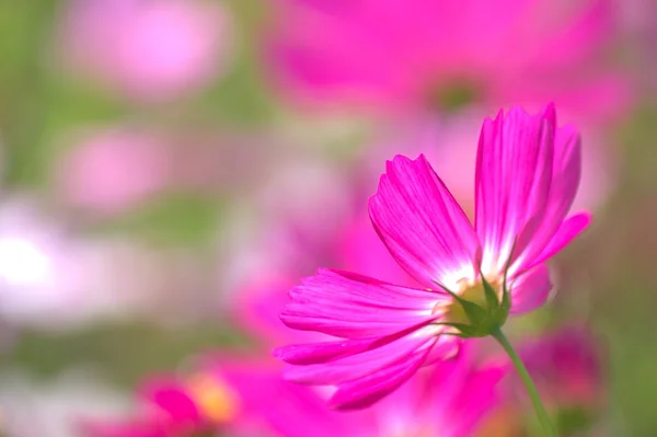 Vivid pink cosmos — Stock Photo, Image