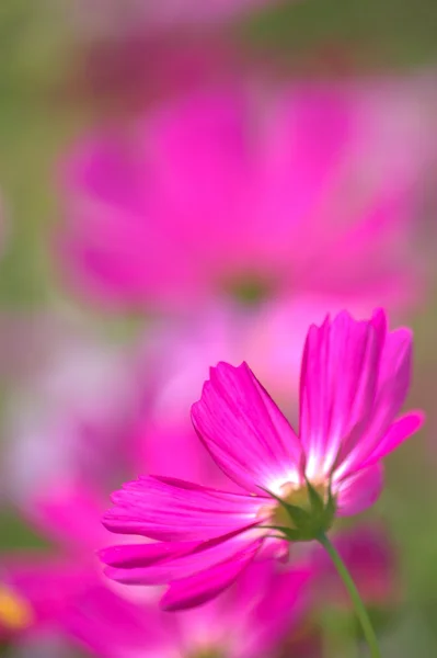 Vivid pink cosmos — Stock Photo, Image