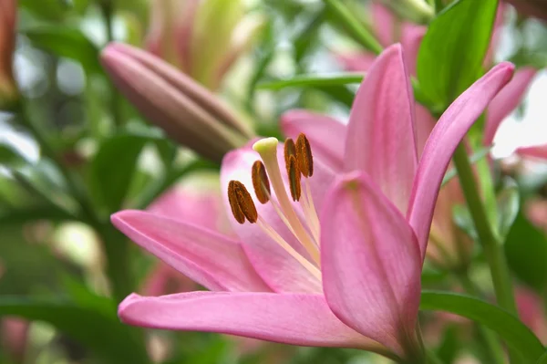 Roze lily bloementuin — Stockfoto