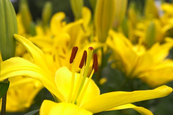Large yellow lily flowers — Stock Photo, Image