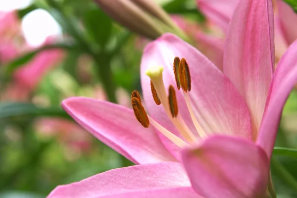 Rosa Lilja blomsterträdgård — Stockfoto