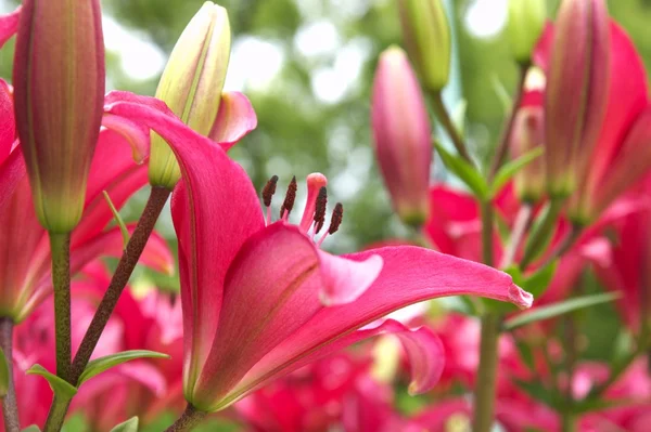 Vívido jardim de flores lírio vermelho — Fotografia de Stock