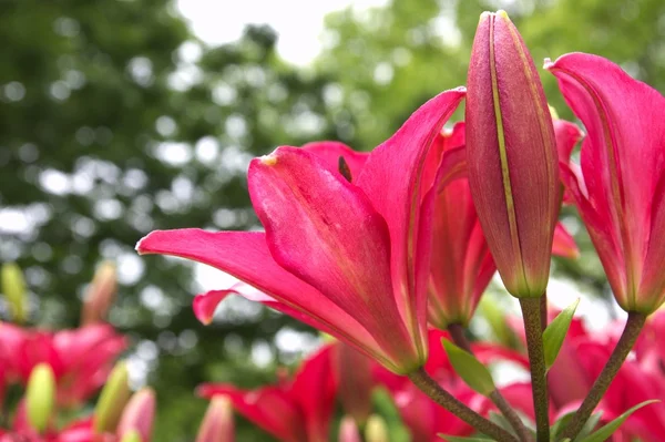 Vivid red lily flower garden — Stock Photo, Image