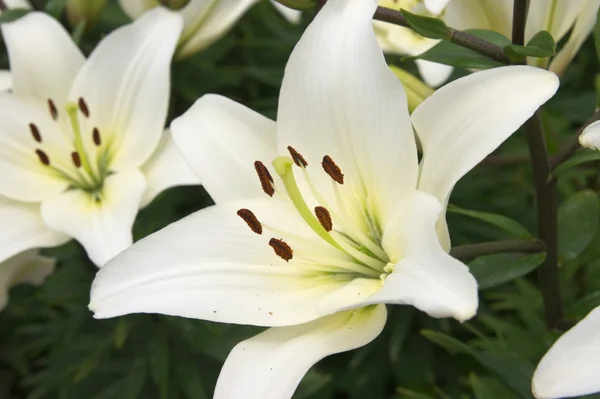 Grote witte lelie — Stockfoto