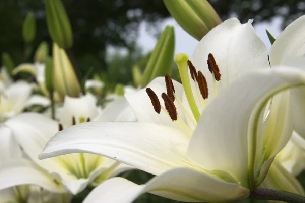 Grote witte lelie — Stockfoto