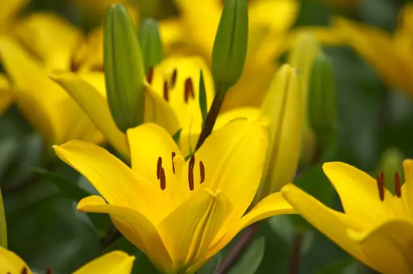 Grandes flores de lírio amarelo — Fotografia de Stock