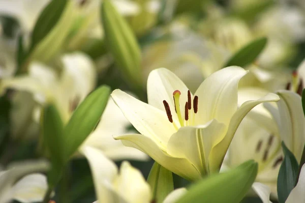 Большая белая лилия — стоковое фото