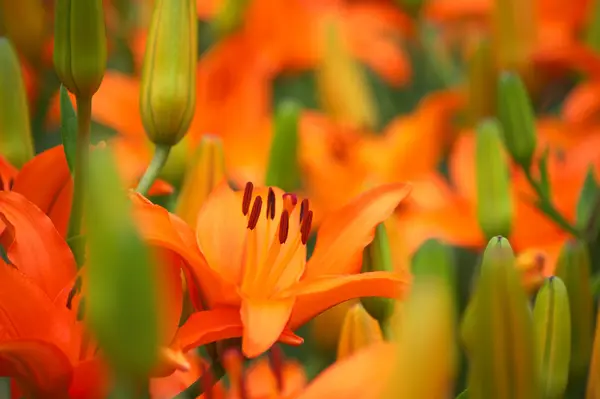 Oranje lily bloementuin — Stockfoto