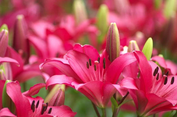 Vivid red lily flower garden — Stock Photo, Image