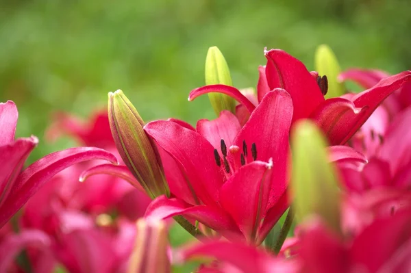 Vivid red lily flower garden — Stock Photo, Image