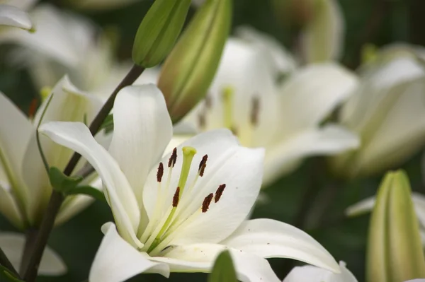 Grote witte lelie — Stockfoto