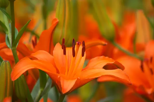 Orange Lilja blomsterträdgård — Stockfoto