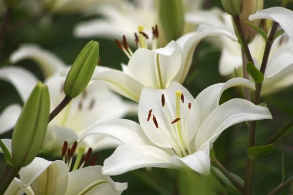 Büyük Beyaz Zambak