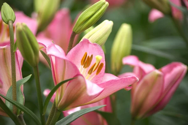 Pink lily flower garden — Stock Photo, Image