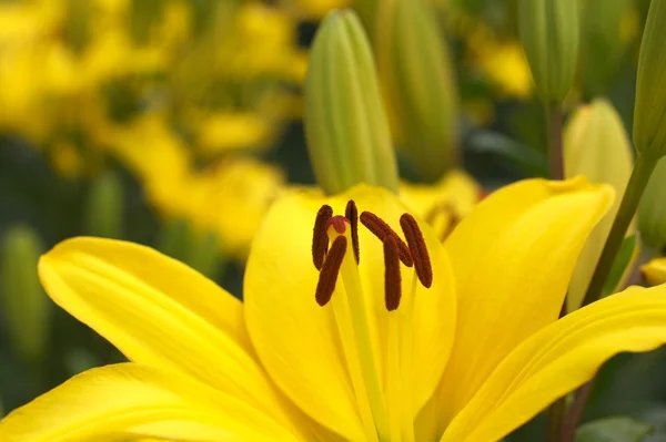 Grandes flores de lírio amarelo — Fotografia de Stock
