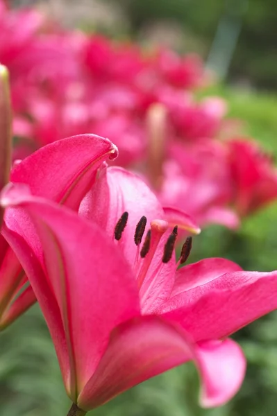 Levande röd Lilja blomsterträdgård — Stockfoto