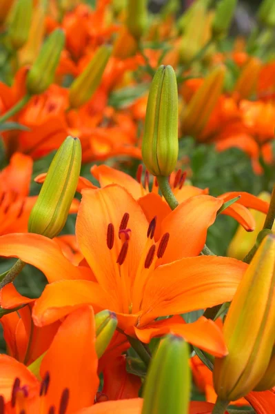 Giardino dei fiori di giglio arancione — Foto Stock