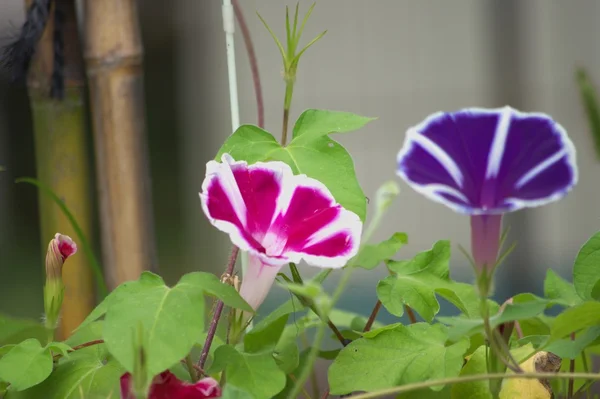 Rosa morning glory — Stockfoto