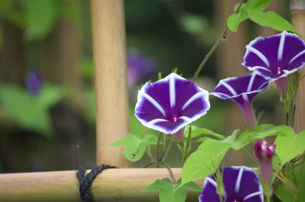 Purple morning glory — Stock Photo, Image