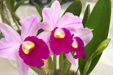 canlı pembe cattleya