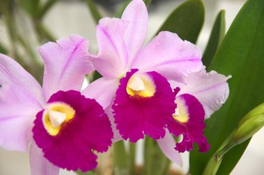 canlı pembe cattleya