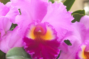 canlı pembe cattleya