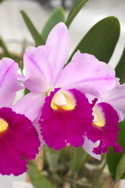 canlı pembe cattleya
