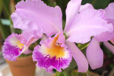 canlı pembe cattleya