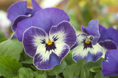 mavi ve beyaz viyola