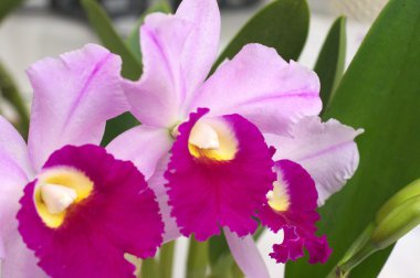 canlı pembe cattleya